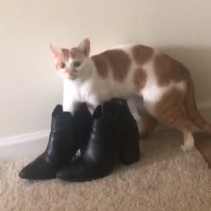 Meet your Posher, Carson